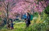 ĐỨNG HÌNH TRƯỚC MÙA HOA ANH ĐÀO SAPA ĐẸP MÊ ĐẮM LÒNG NGƯỜI 